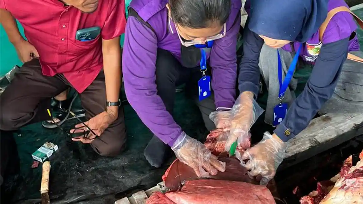 Petugas-Distankan-Kota-Pekanbaru-memeriksa-daging-kurban